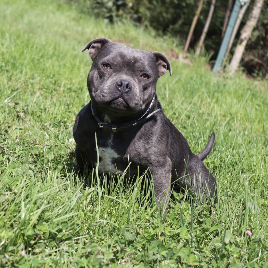 Карликовый стаффордширский терьер