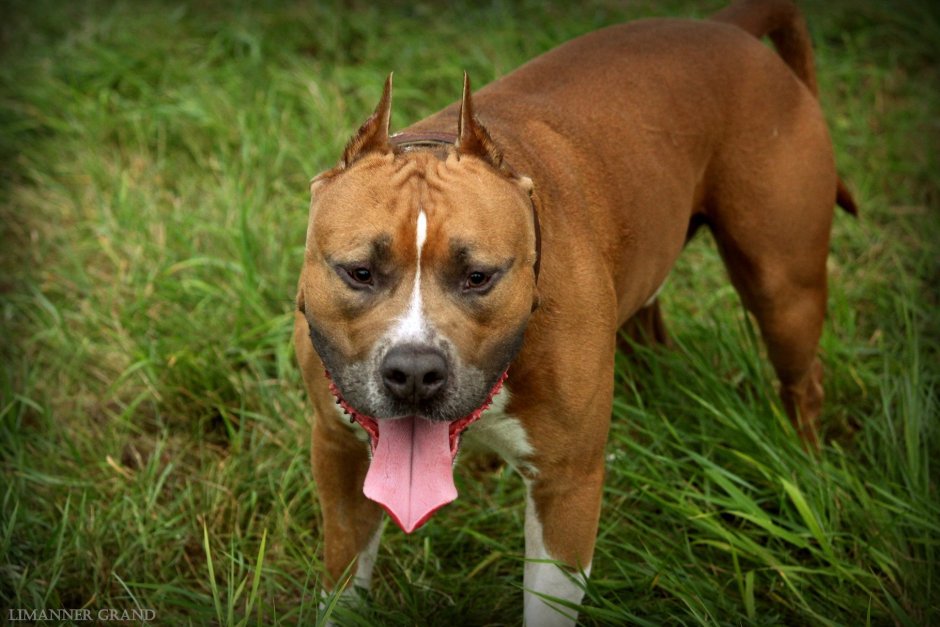 Американский питбультерьер коричневый