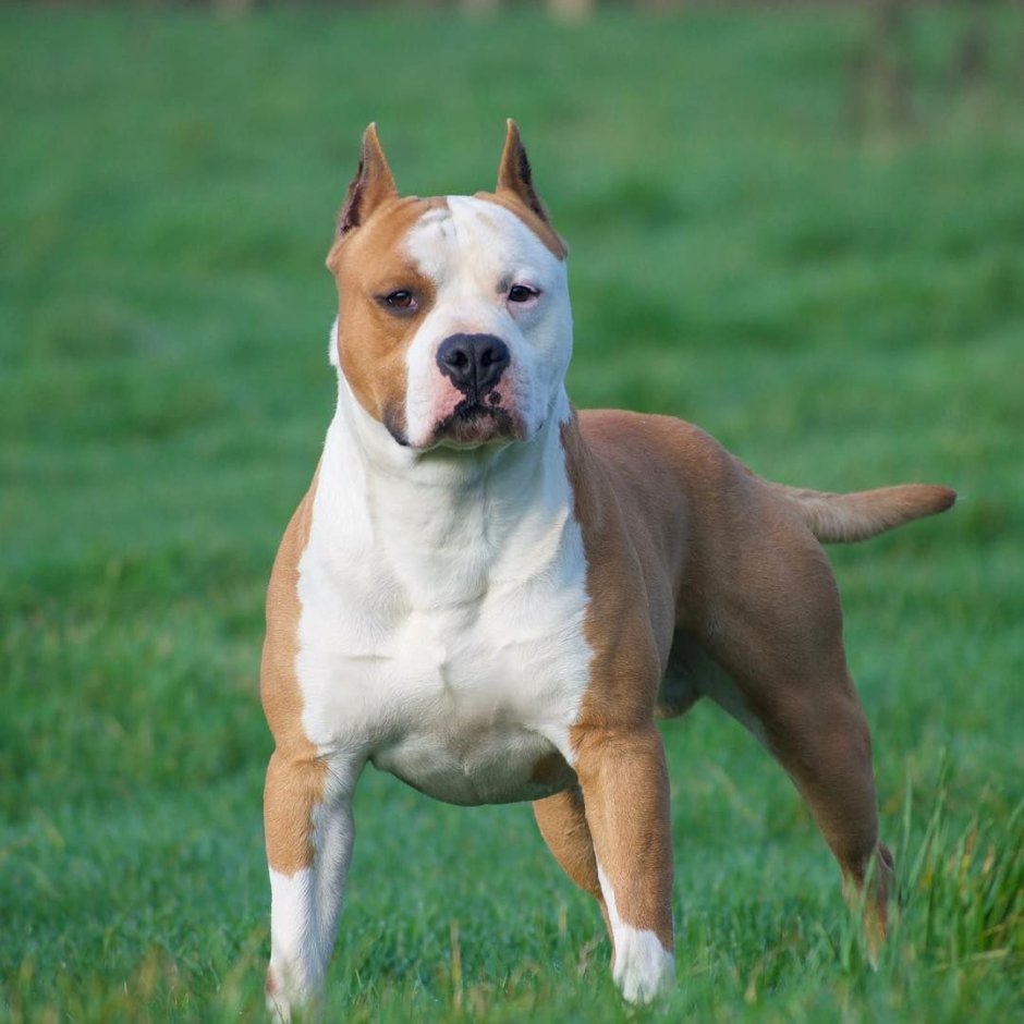 Стаффордширский терьер метис