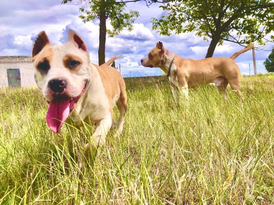 Американский булли