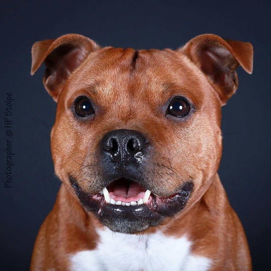 Стаффорд с длинными ногами