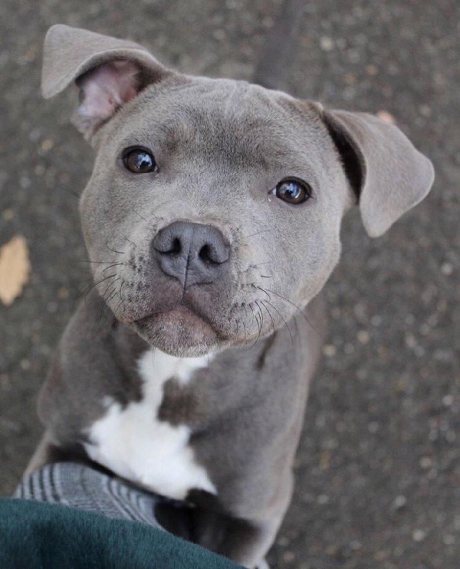 Карликовый стаффордширский терьер