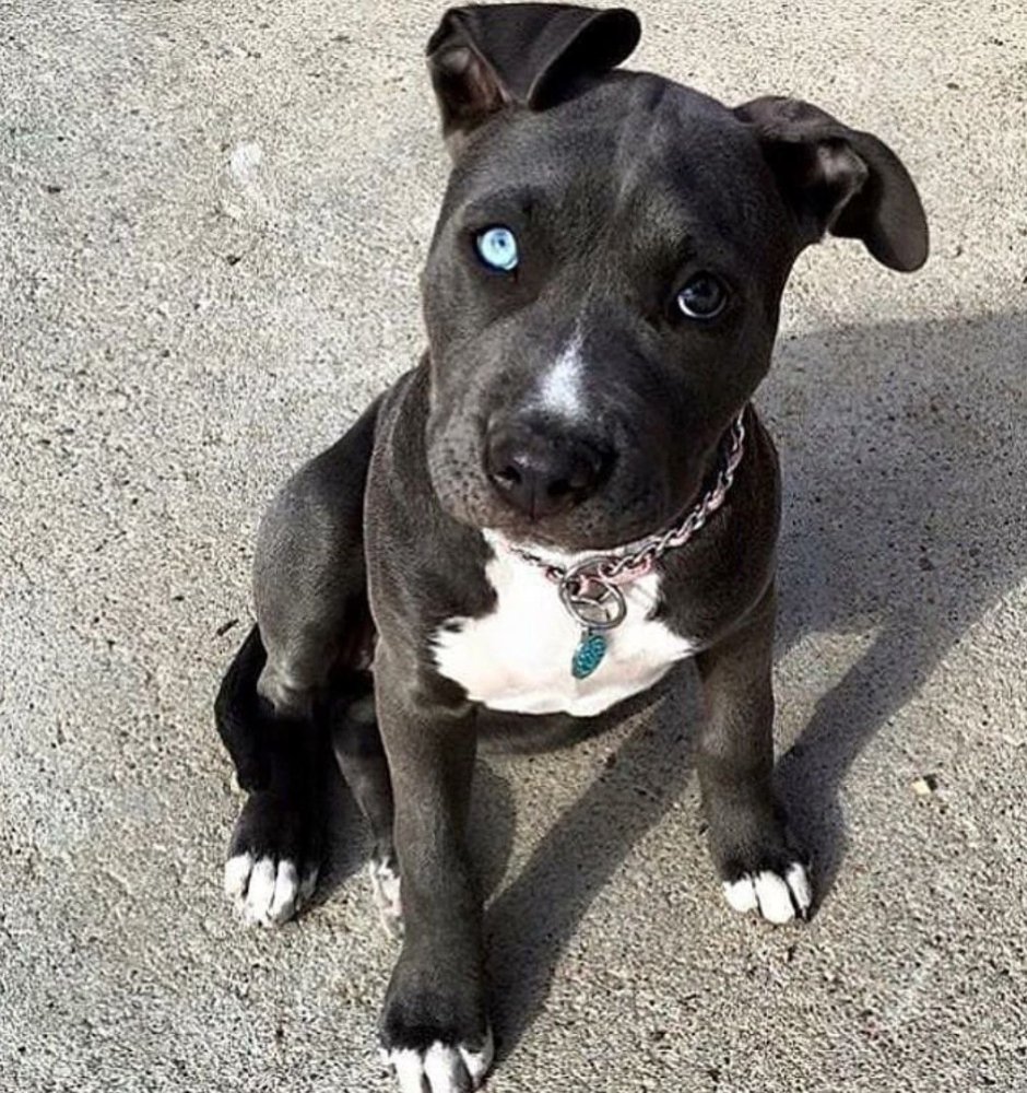 Голубо палевый американский стаффордширский терьер