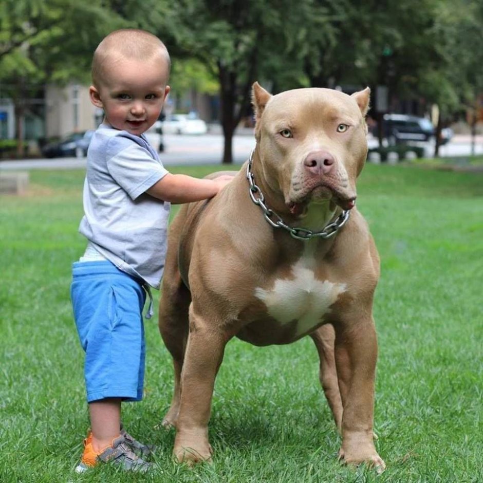 Амер стаффордширский терьер