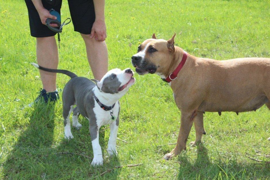 Аргентинский стаффордширский терьер