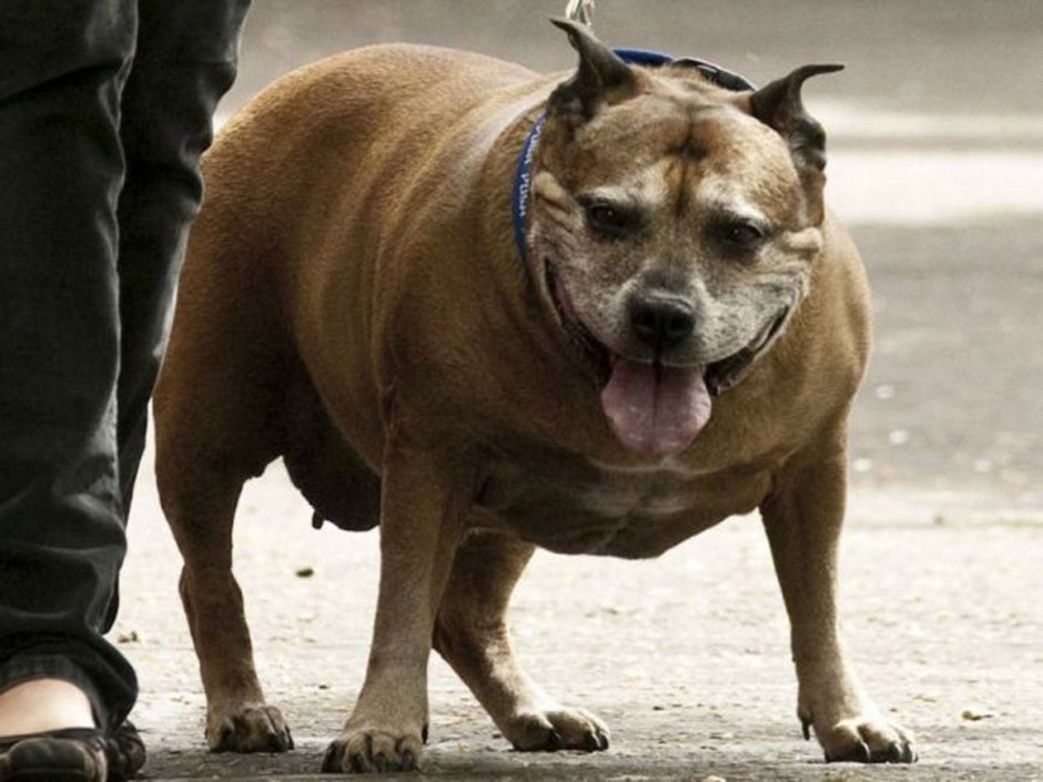 Стаффордширский терьер Честер