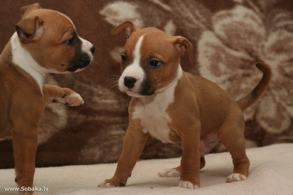 Американский стаффордширский терьер