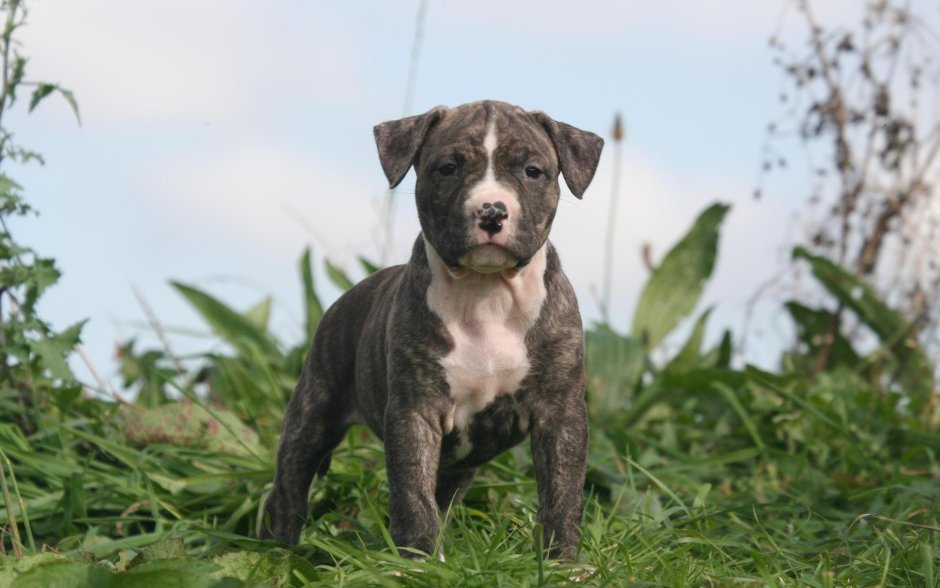 Стаффордширский терьер и американский булли