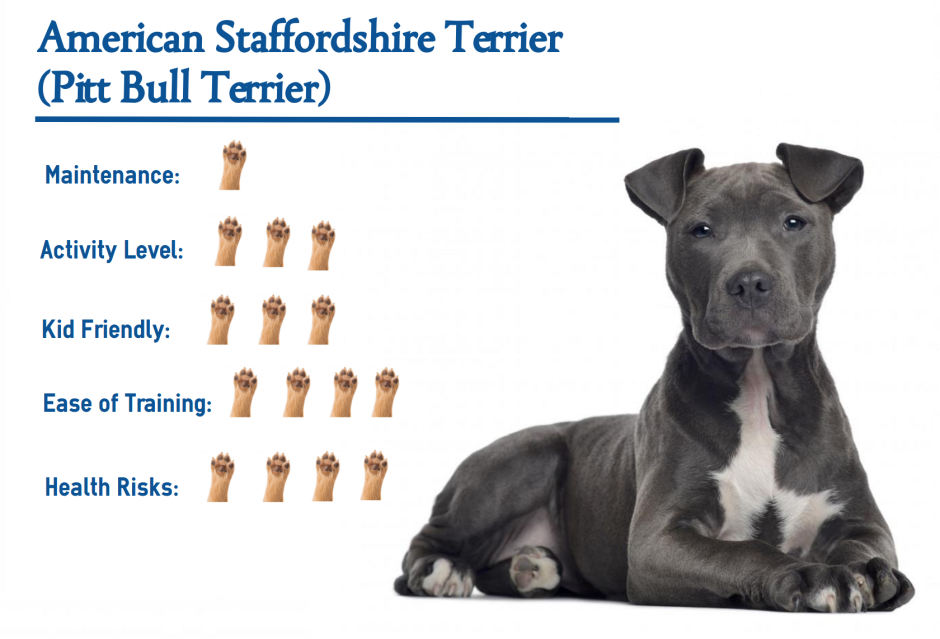 Стаффордширский терьер щеночки