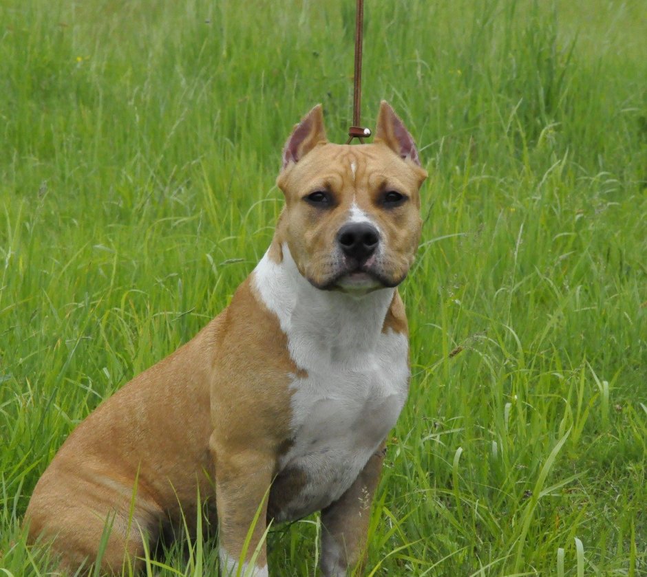 Стаффордширский терьер американский питбультерьер