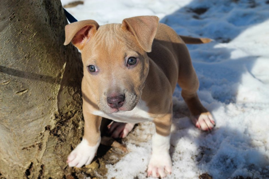 Собака стаффордширский бультерьер