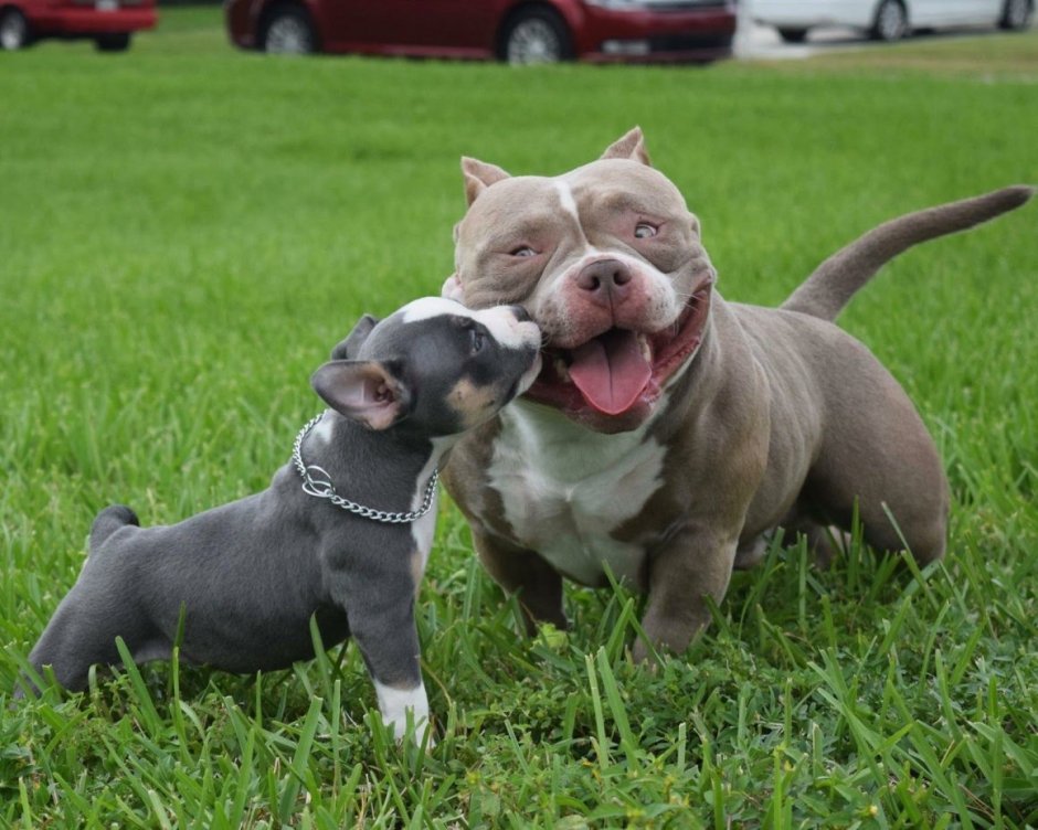 Стаффордширский терьер американский мраморный