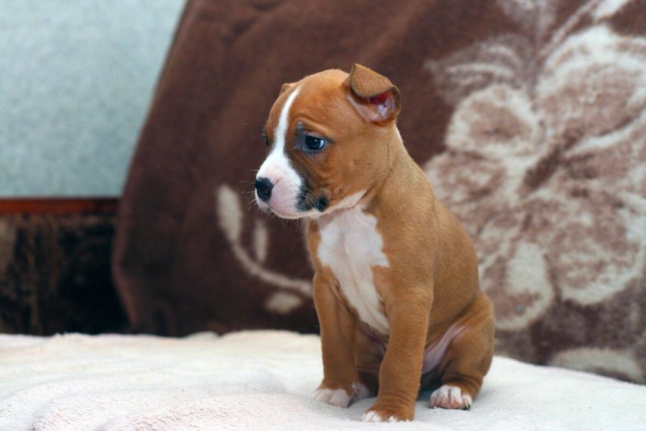 Карликовый стаффордширский терьер