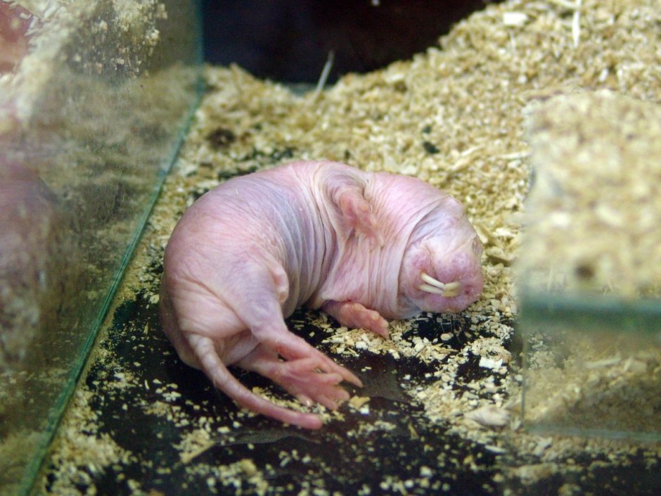 Голый землекоп (Heterocephalus Glaber)