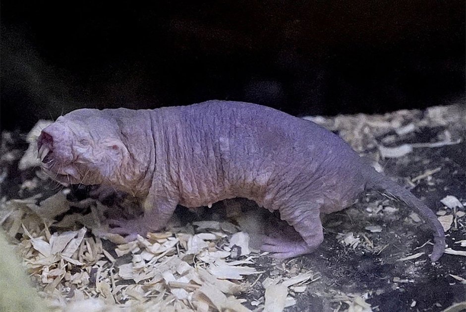 Голый землекоп (Heterocephalus Glaber)