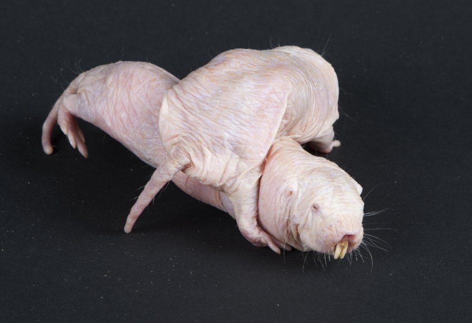 Голый землекоп (Heterocephalus Glaber)