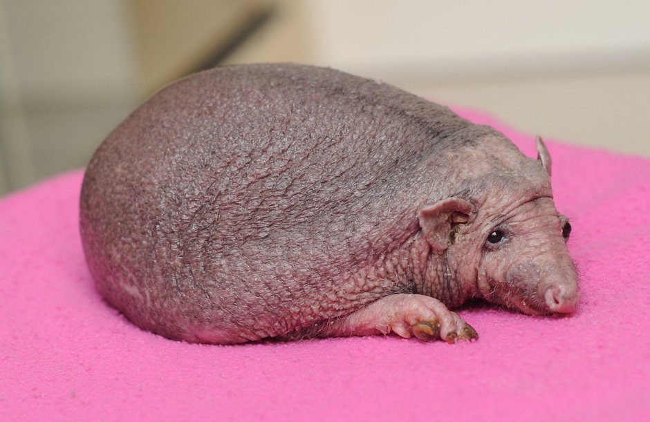Glyphoglossus Molossus лягушка