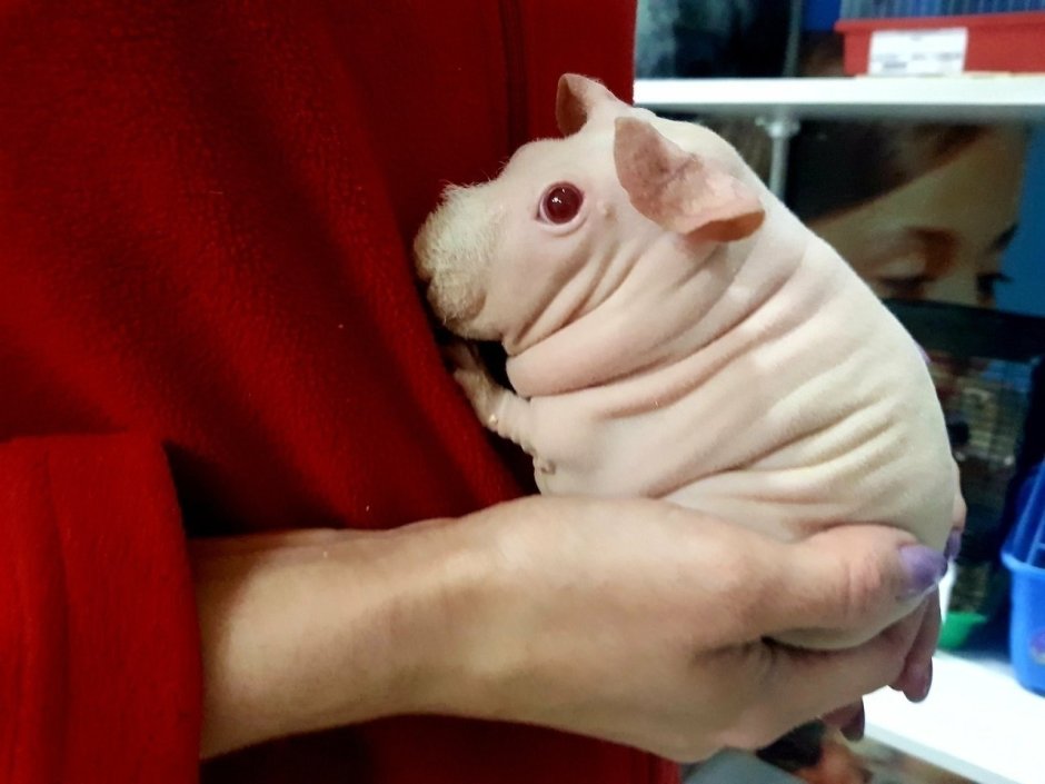 Голый землекоп (Heterocephalus Glaber)