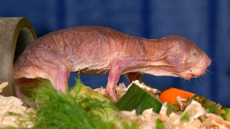 Голый землекоп (Heterocephalus Glaber)