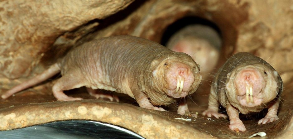 Голый землекоп (Heterocephalus Glaber)