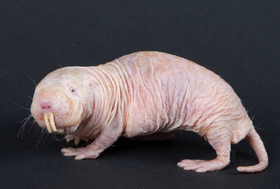 Голый землекоп (Heterocephalus Glaber)