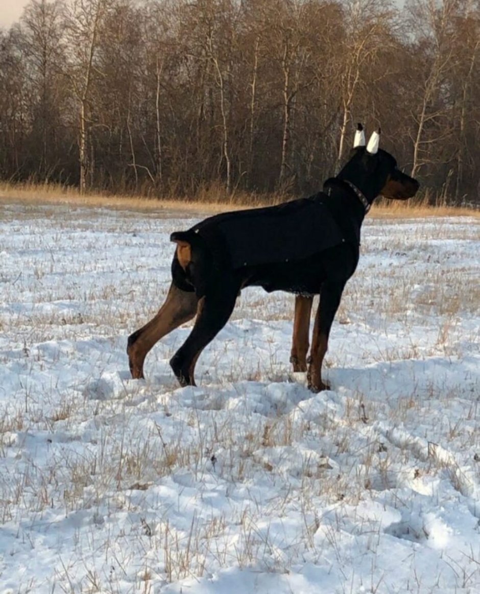 Помесь лабрадора и ротвейлера
