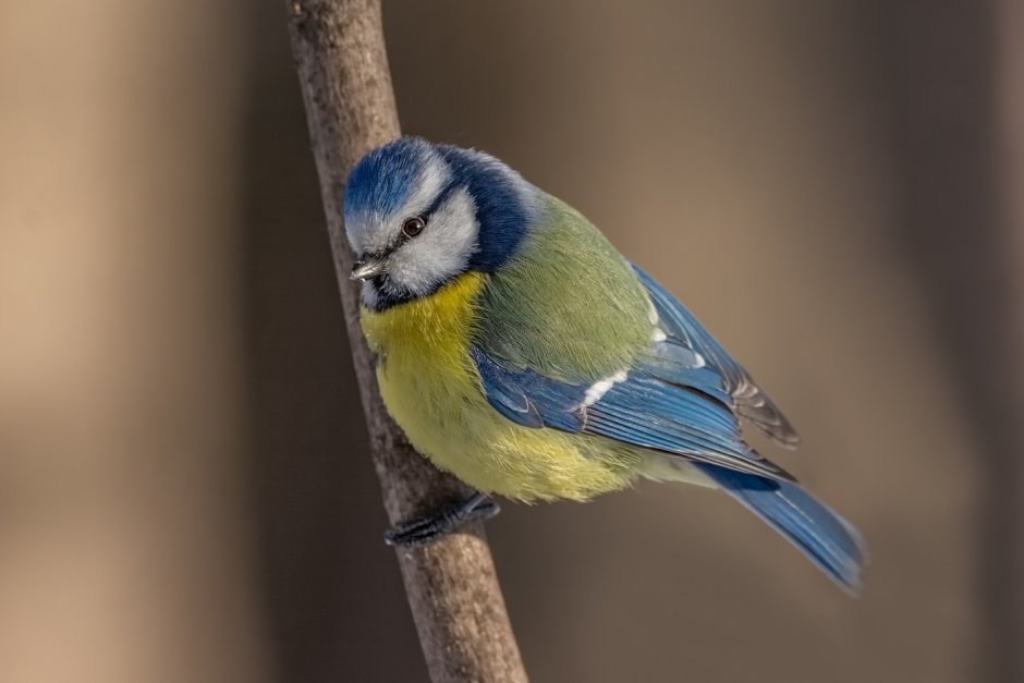 Синица лазоревка фото