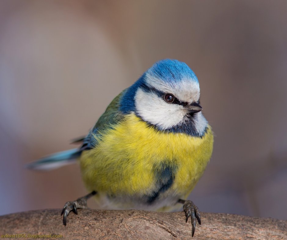 Тиссовая синица