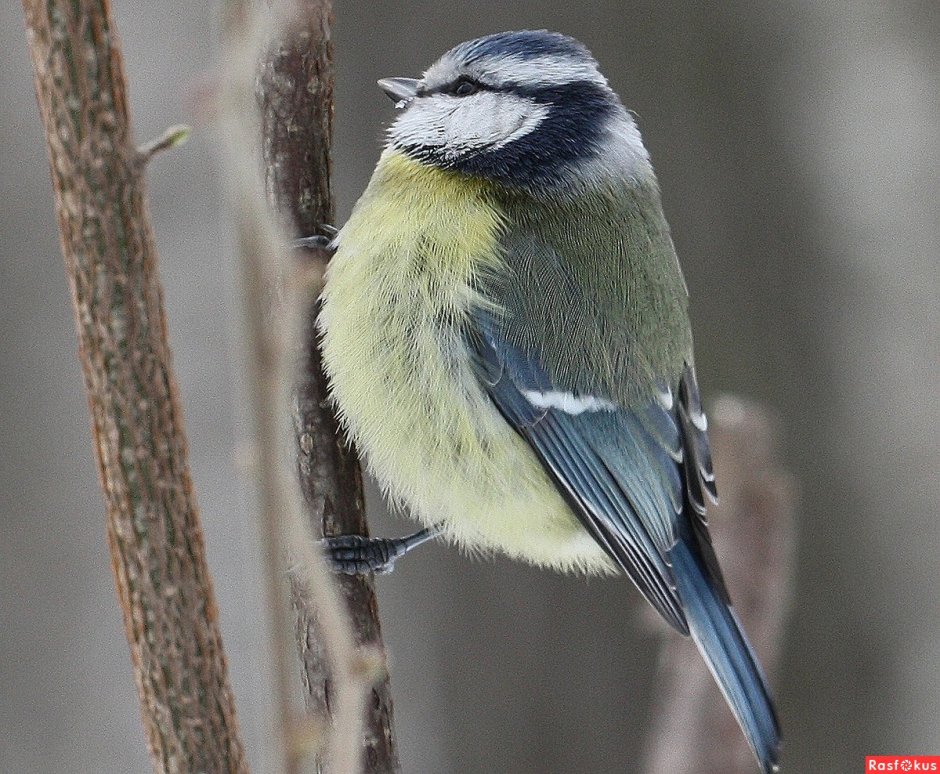 Маленькая синичка лазоревка