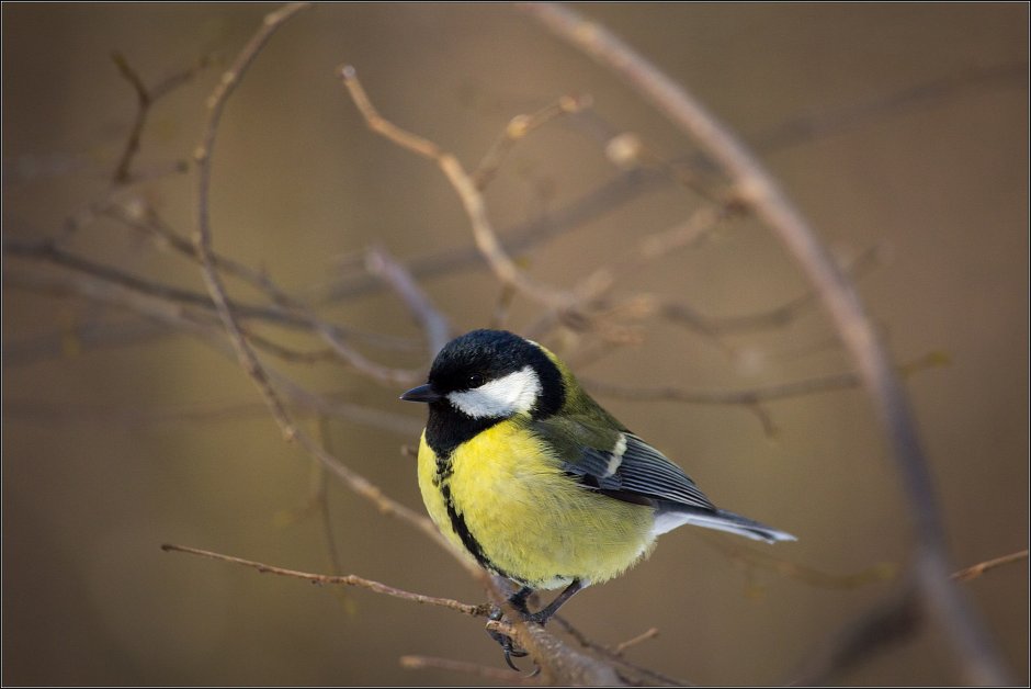 Европейская белая лазоревка