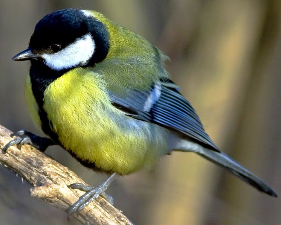 Большая синица и синица лазоревка