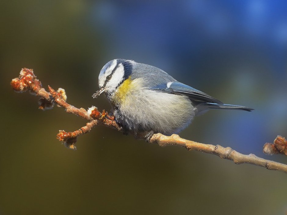 Обыкновенная лазоревка и синица