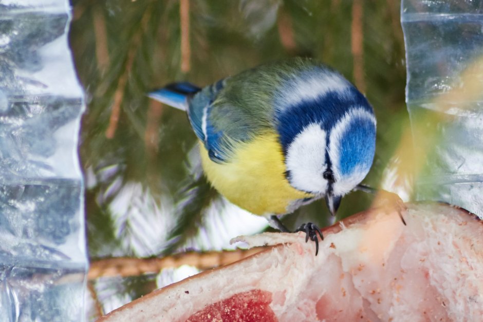 Разновидности синиц