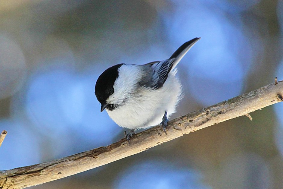 Синеголовая синица