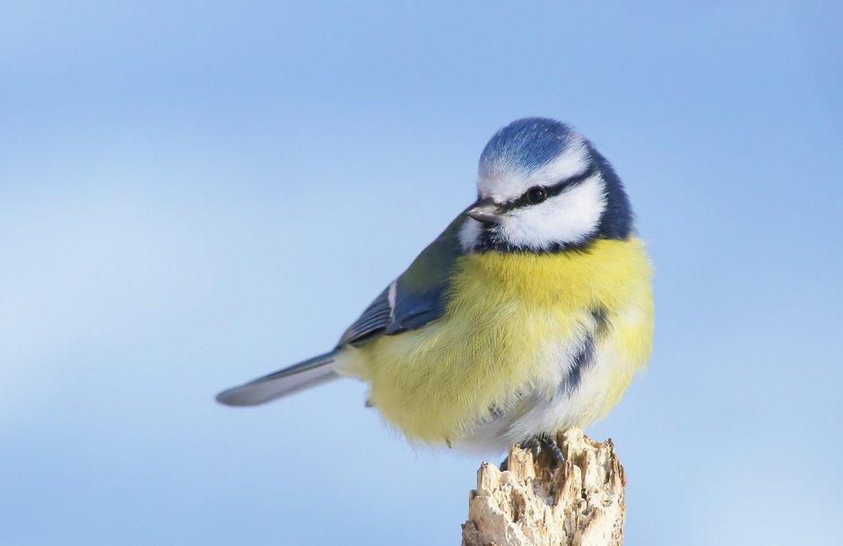 Лазоревка Плеске