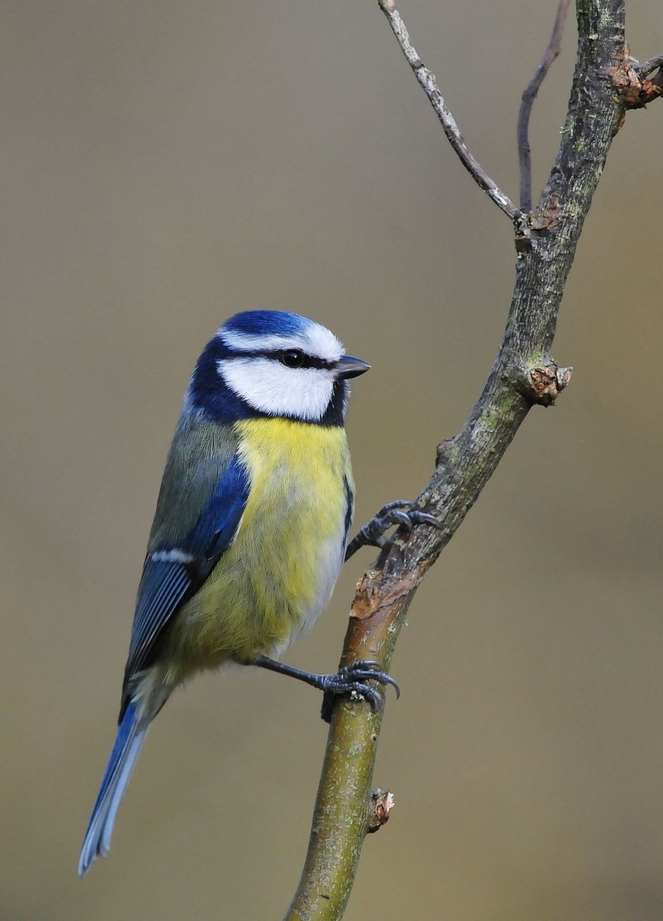 Лазоревка птица фото