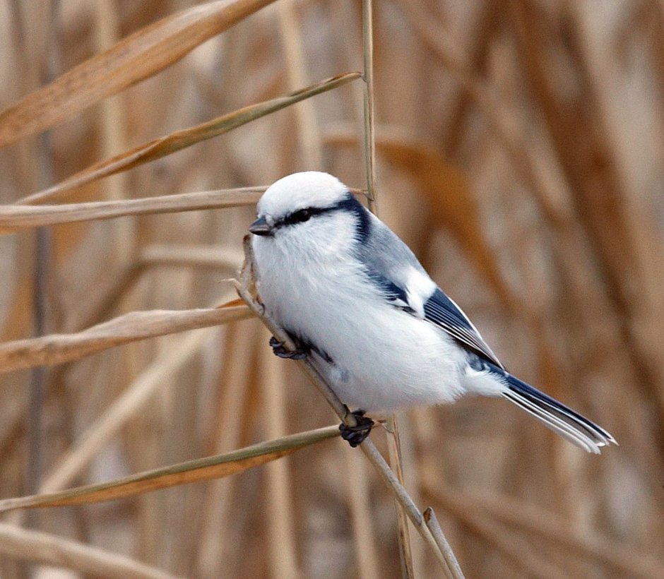 Синица белая лазоревка