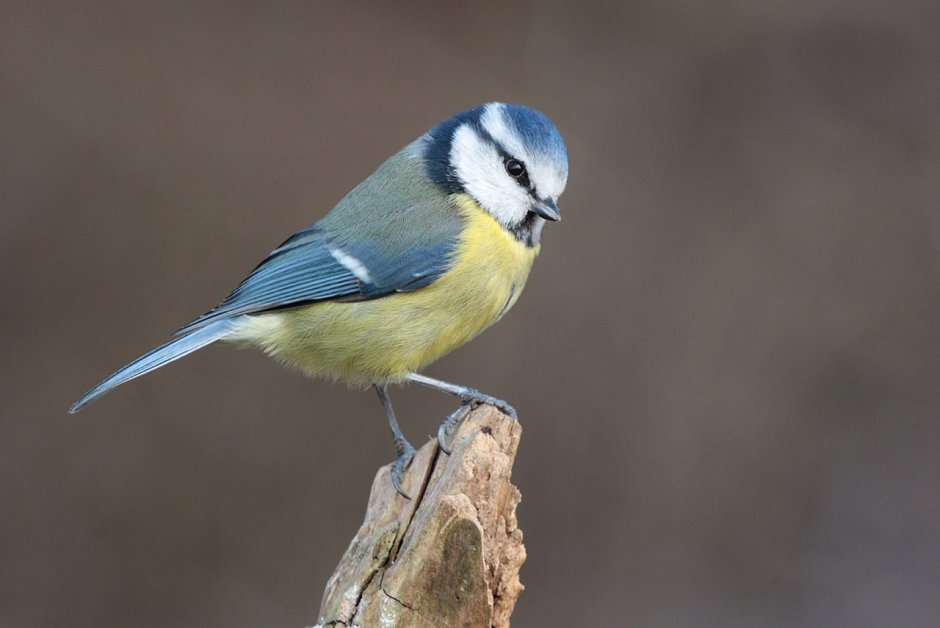 Синеголовая синица