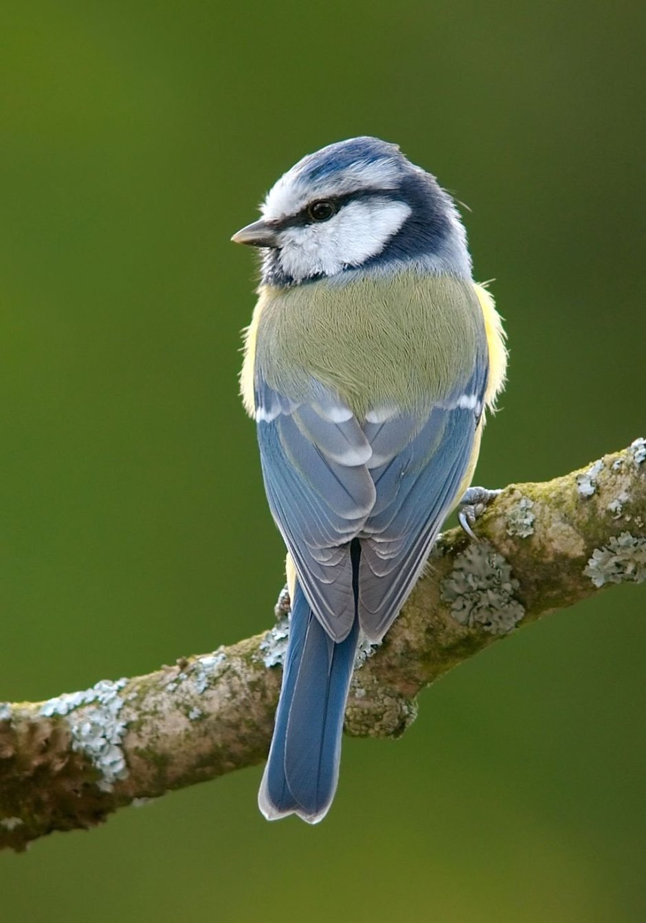 Синица лазоревка