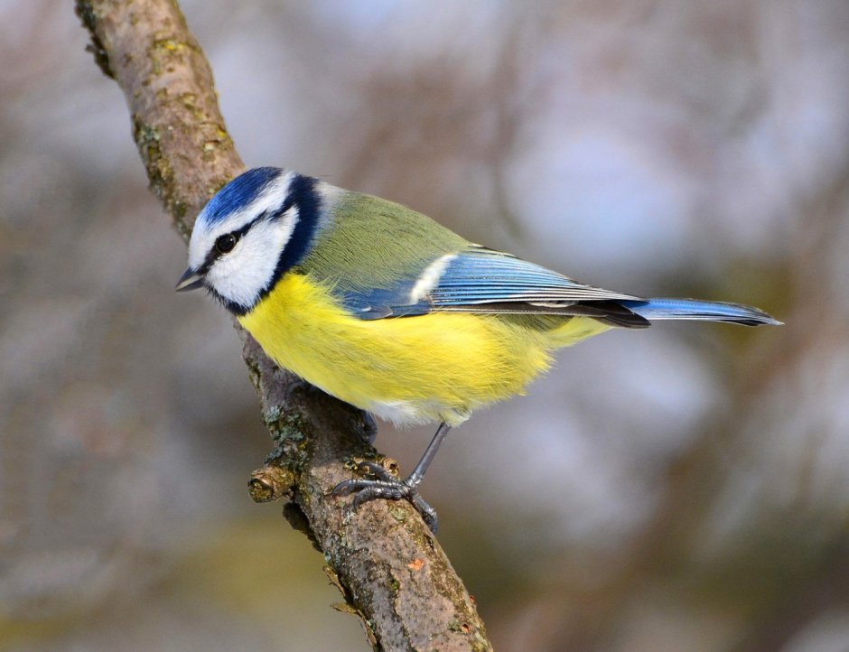 Большая Московская синица