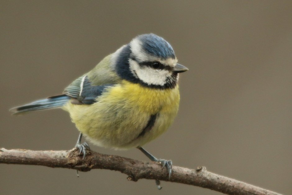 Атлас-определитель от земли до неба 3 класс окружающий мир синицы