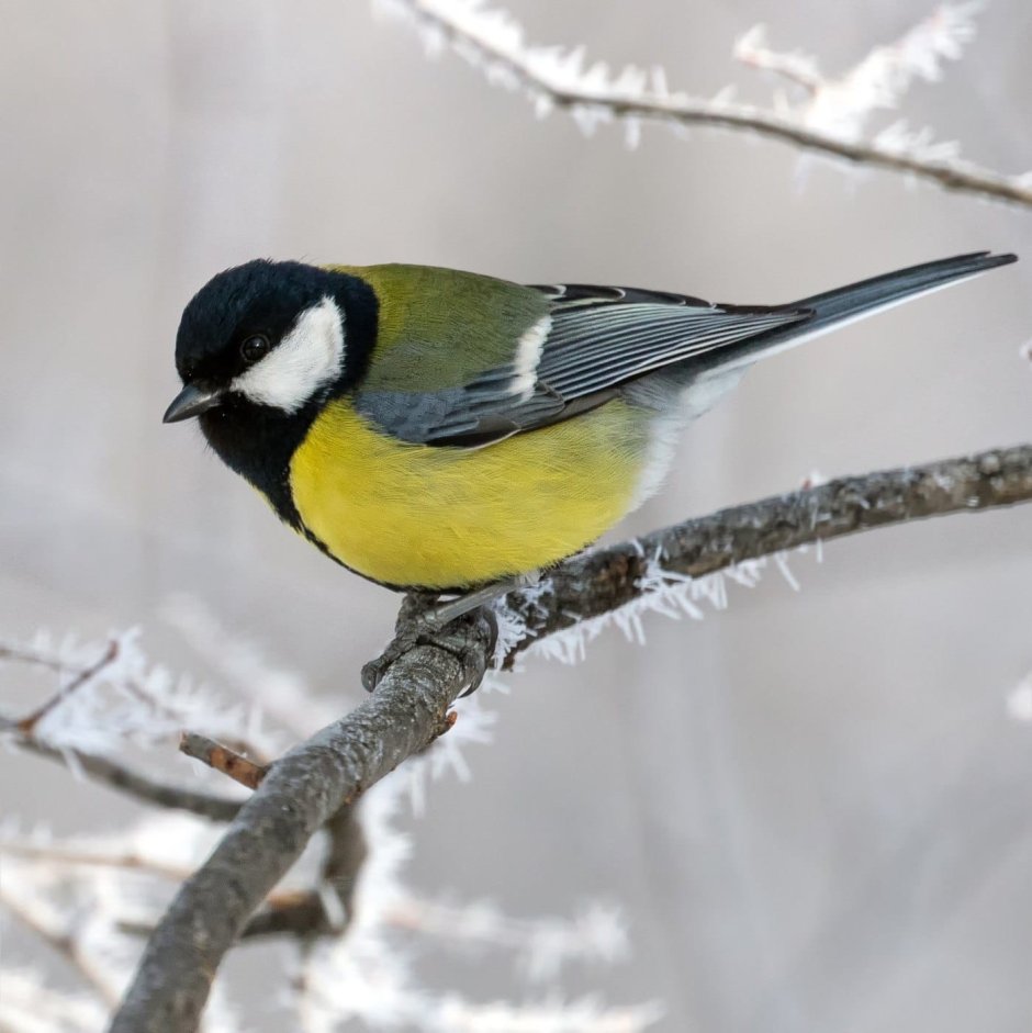 Буроголовая гаичка