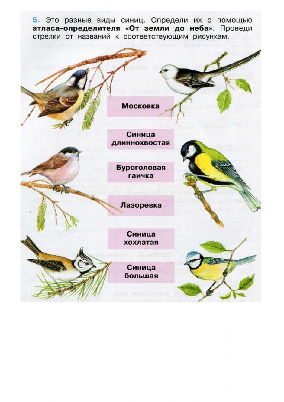 Белая лазоревка князек