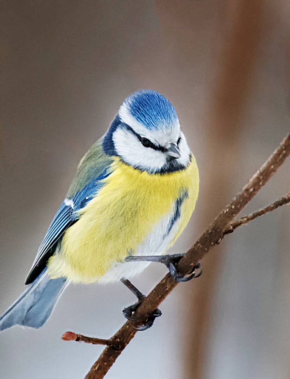 Ивовая синица