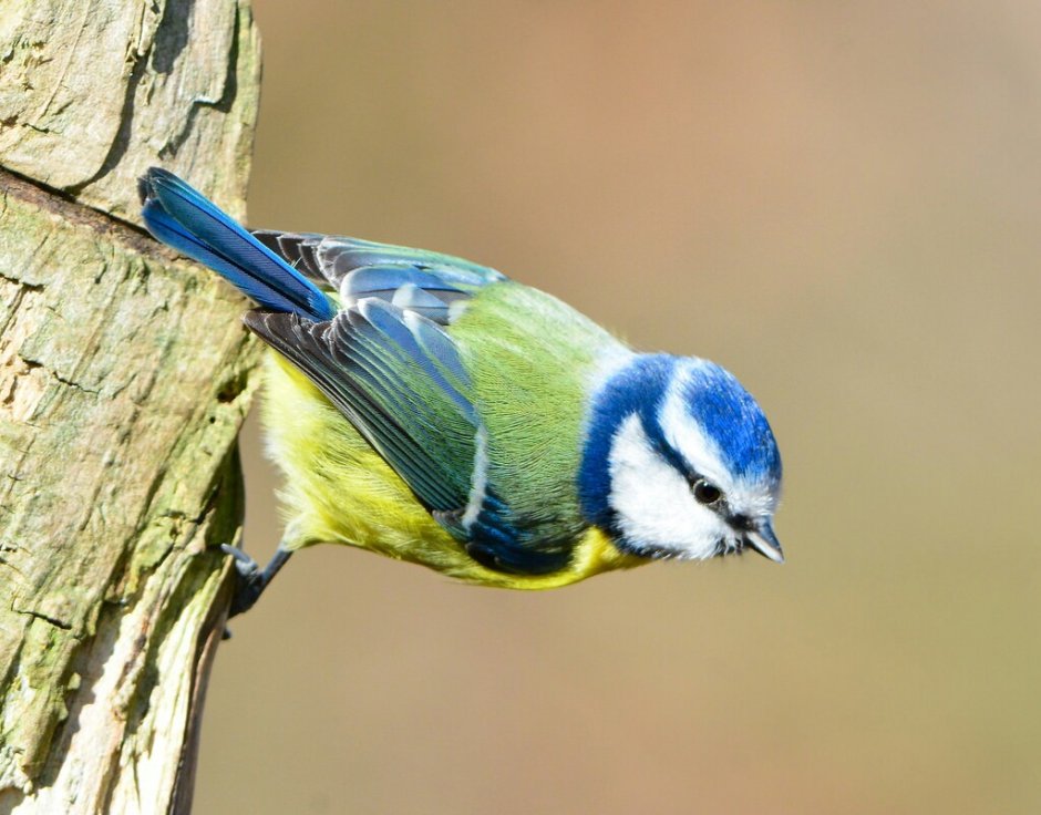 Виды синиц лазоревка