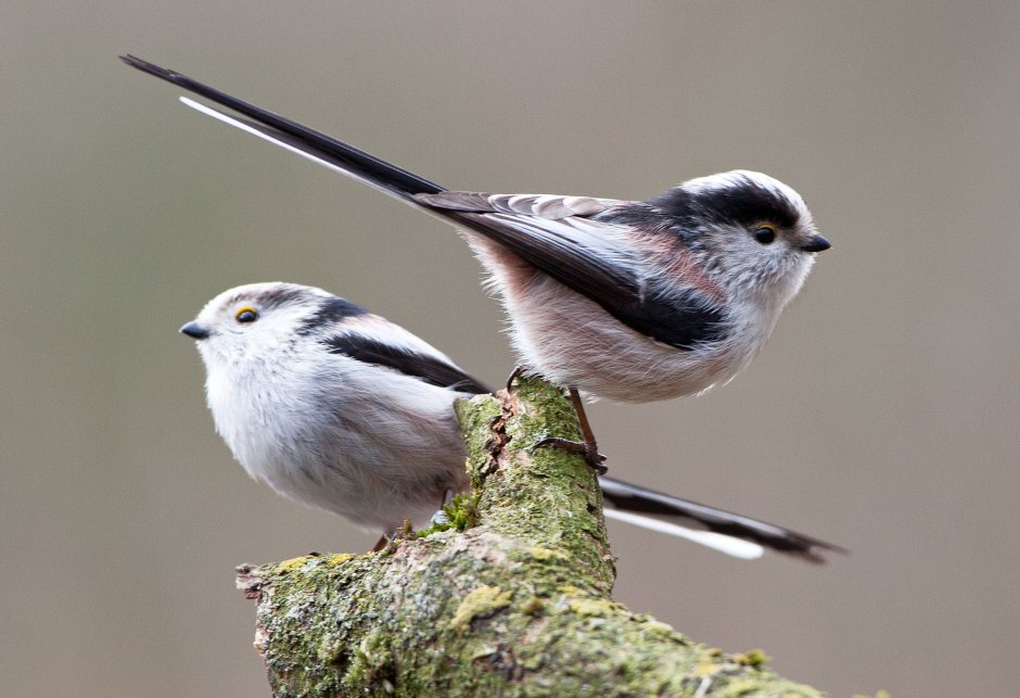 Усатая синица