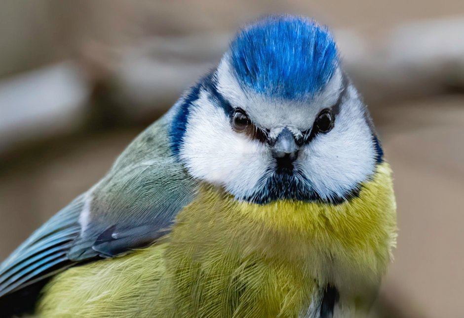 Московка, большая синица, лазоревка