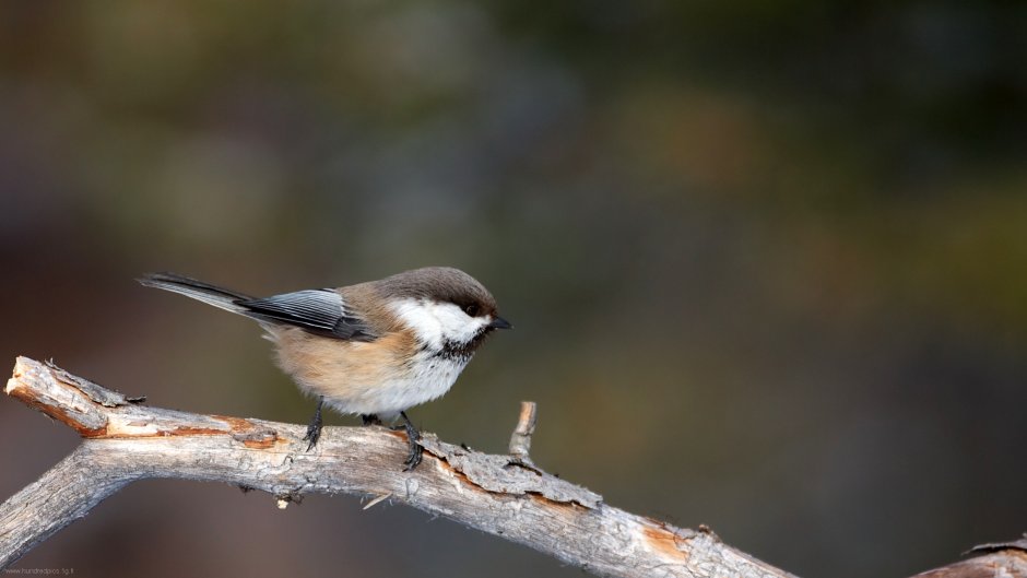 Сероголовая синица