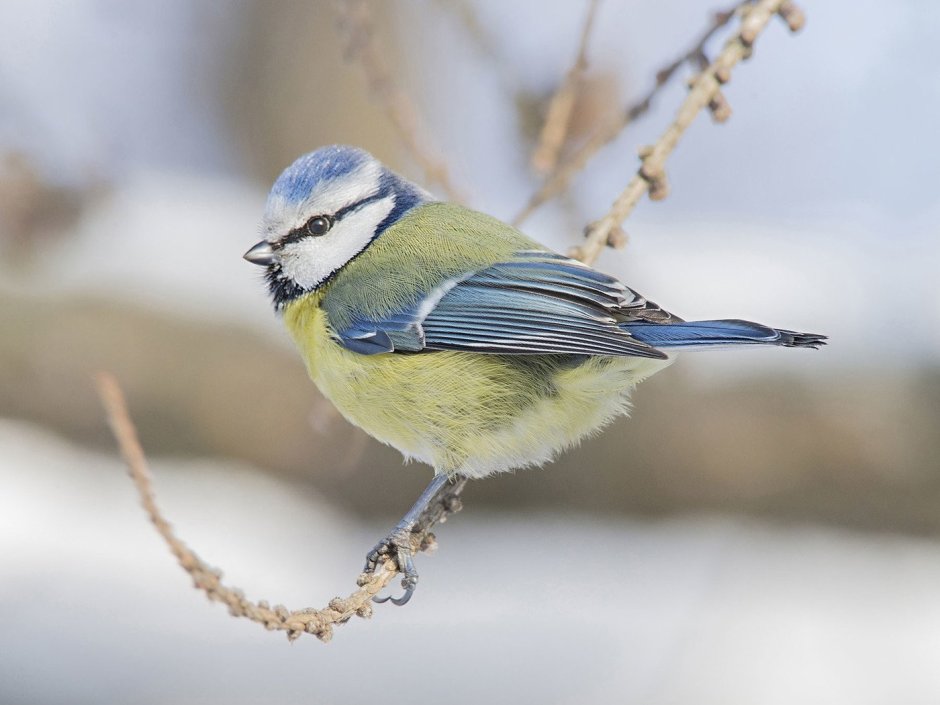 Синица обыкновенная