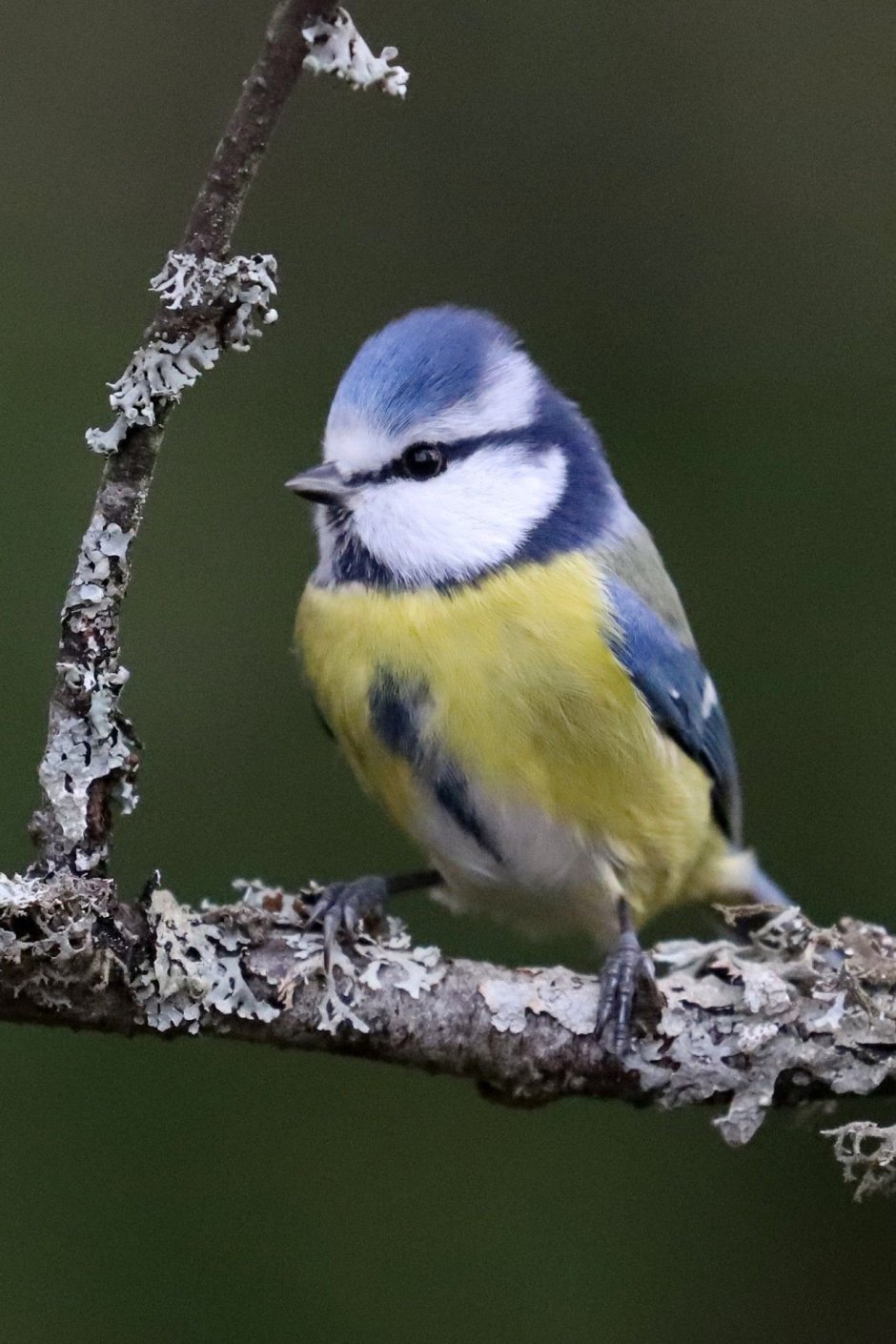 Пухлая синица